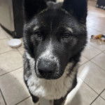 Un Akita Chow sur un sol carrel&eacute; et regardant vers la cam&eacute;ra 