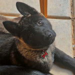 Un Akita Chow allong&eacute; sur une surface b&eacute;tonn&eacute;e et portant un collier autour du cou
