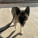 Un Akita Chow marchant sur une surface b&eacute;tonn&eacute;e et qui est tenu en laisse 