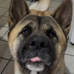 Un Akita Chow sur un sol carrel&eacute; et semblant d&eacute;tendu