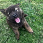 Un Akita Chow assis sur un terrain herbeux et ayant la gueule l&eacute;g&egrave;rement ouverte 