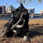 Un Akita Chow ayant un b&acirc;ton dans sa gueule et portant un harnais