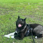 Un Akita Chow allong&eacute; sur un terrain herbeux et qui est tenu en laisse 