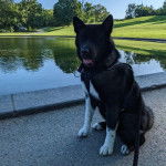 Un Akita Chow tirant la langue et qui est tenu en laisse 