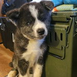 Un Akita Chow assis sur un plancher et semblant d&eacute;tendu