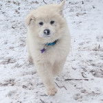 Un Akita Chow sur une surface enneig&eacute;e et portant un collier autour du cou