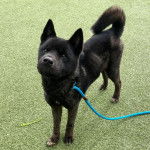 Un Akita Chow sur du gazon synth&eacute;tique et qui est tenu en laisse 