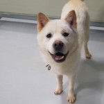 Un Akita Chow sur une surface b&eacute;tonn&eacute;e et portant un collier autour du cou