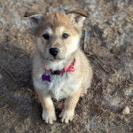 Un Akita Chow assis sur un terrain herbeux et portant un collier autour du cou