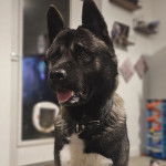 Un Akita Chow tirant la langue et portant un collier autour du cou