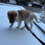 Un Akita Chow marchant sur une surface enneig&eacute;e et qui est tenu en laisse 
