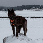 Un Akita Chow sur une surface enneig&eacute;e et portant un harnais 