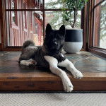 Un Akita Chow allong&eacute; et portant un collier autour du cou