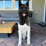 Un Akita Chow assis sur un sol pav&eacute; et tirant la langue 