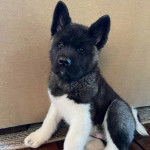 Un Akita Chow assis sur un plancher et semblant d&eacute;tendu 