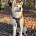Un Akita Chow sur un sol jonch&eacute;s de feuilles mortes et portant un harnais 
