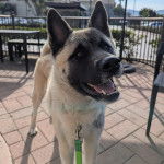 Un Akita Chow sur un sol pav&eacute; et qui est tenu en laisse 