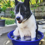 Un Akita Chow assis dans une bassine d'eau et semblant d&eacute;tendu