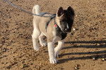 Un Akita Chow marchant sur une surface sableuse et qui est tenu en laisse 