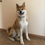 Un Akita Chow tirant la langue et portant un collier autour du cou