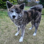 Un Akita Chow sur un terrain herbeux et regardant vers la cam&eacute;ra 
