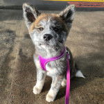 Un Akita Chow assis sur une surface b&eacute;tonn&eacute;e et qui est tenu en laisse 