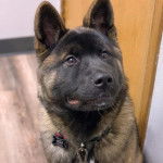 Un Akita Chow assis sur un plancher et portant un collier autour du cou