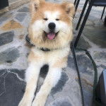 Un Akita Chow allong&eacute; et qui est tenu en laisse 