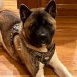 Un Akita Chow allong&eacute; sur un plancher et portant un harnais 