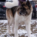 Un Akita Chow sur une surface enneig&eacute;e et semblant d&eacute;tendu