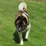 Un Akita Chow marchant sur une surface gazonn&eacute;e et semblant d&eacute;tendu 