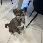 Un chiot Akita Chow assis sur un sol carrel&eacute; et regardant vers la cam&eacute;ra 