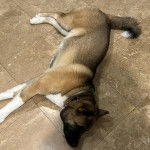 Un Akita Chow allong&eacute; sur un sol carrel&eacute; et portant un collier autour du cou