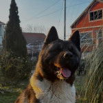 Un Akita Chow  sur un terrain herbeux et tirant la langue 
