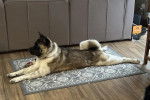 Un Akita Chow allong&eacute; sur un tapis et semblant d&eacute;tendu 