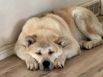 Un Akita Chow allong&eacute; sur un plancher et semblant d&eacute;tendu