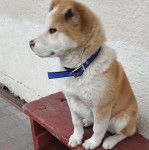 Un Akita Chow assis sur un banc en bois et portant un collier autour du cou