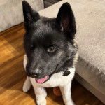 Un Akita Chow assis sur un plancher et portant un collier autour du cou