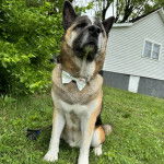 Un Akita Chow assis sur un terrain herbeux et portant un n&oelig;ud