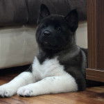 Un Akita Chow allong&eacute; sur un plancher et semblant d&eacute;tendu 