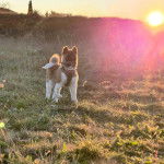 Un Akita Chow sur une surface herbac&eacute;e et portant un harnais 