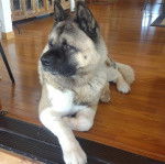 Un Akita Chow allong&eacute; sur un plancher et semblant d&eacute;tendu
