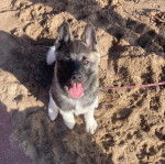 Un Akita Chow assis sur une surface sableuse et qui est tenu en laisse 