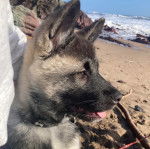 Un Akita Chow tirant la langue et portant un collier autour du cou