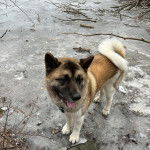 Un Akita Chow tirant la langue et portant un collier autour du cou