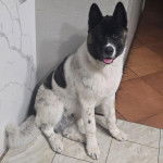 Un Akita Chow assis sur un sol carrel&eacute; et regardant vers la cam&eacute;ra 