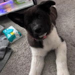 Un Akita Chow allong&eacute; sur une moquette et regardant vers la cam&eacute;ra 