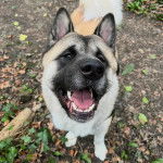 Un Akita Chow sur un sol jonch&eacute;s de feuilles mortes et ayant la gueule l&eacute;g&egrave;rement ouverte 