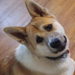 Un Akita Chow regardant vers la cam&eacute;ra et portant un collier autour du cou