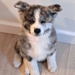 Un chiot Akita Chow assis sur un plancher et regardant vers la cam&eacute;ra